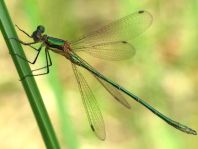 Gemeine Binsenjungfer, Lestes sponsa