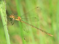 Gemeine Binsenjungfer, Lestes sponsa