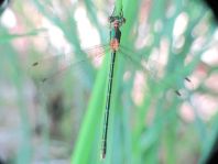 Gemeine Binsenjungfer, Lestes sponsa