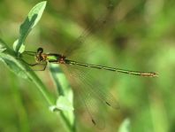 Gemeine Binsenjungfer, Lestes sponsa