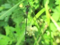 Gemeine Binsenjungfer, Lestes sponsa