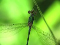 Gemeine Binsenjungfer, Lestes sponsa