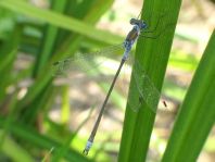 Gemeine Binsenjungfer, Lestes sponsa