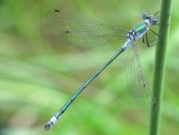 Gemeine Binsenjungfer, Lestes sponsa