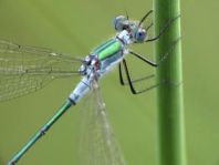 Gemeine Binsenjungfer, Lestes sponsa