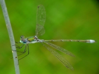 Gemeine Binsenjungfer, Lestes sponsa