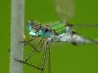 Gemeine Binsenjungfer, Lestes sponsa