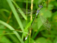 Gemeine Binsenjungfer, Lestes sponsa