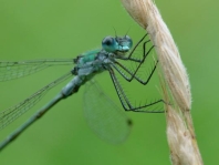 Gemeine Binsenjungfer, Lestes sponsa