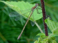 Gemeine Binsenjungfer, Lestes sponsa