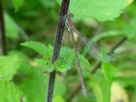 Gemeine Binsenjungfer, Lestes sponsa