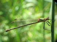 Gemeine Binsenjungfer, Lestes sponsa