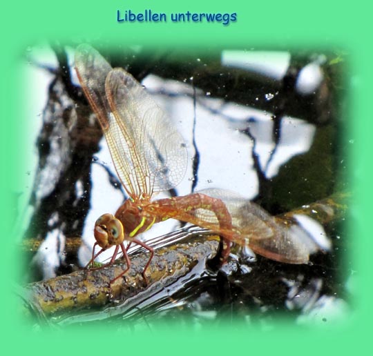 Edellibellen, Aeshnidae