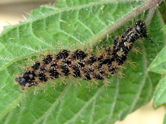 Raupe von Araschnia levana, Landkärtchen