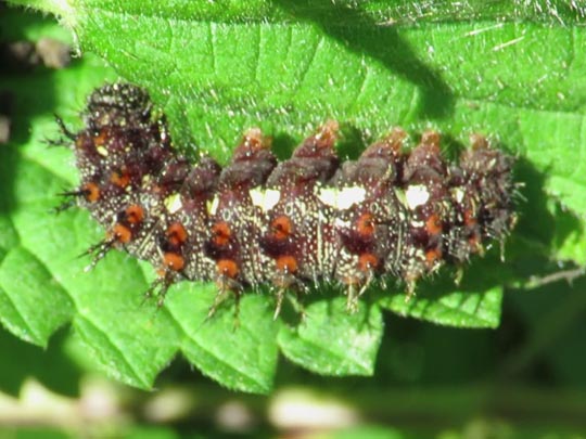 Raupe von Vanessa atalanta, Admiral