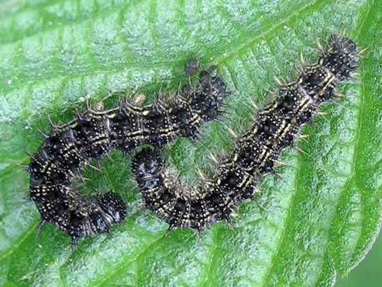 Raupe von Aglais urticae, Kleiner Fuchs