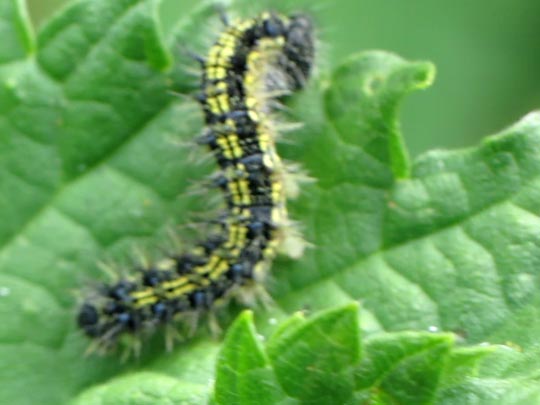 Raupe von Aglais urticae, Kleiner Fuchs