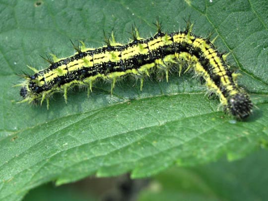 Raupe von Aglais urticae, Kleiner Fuchs