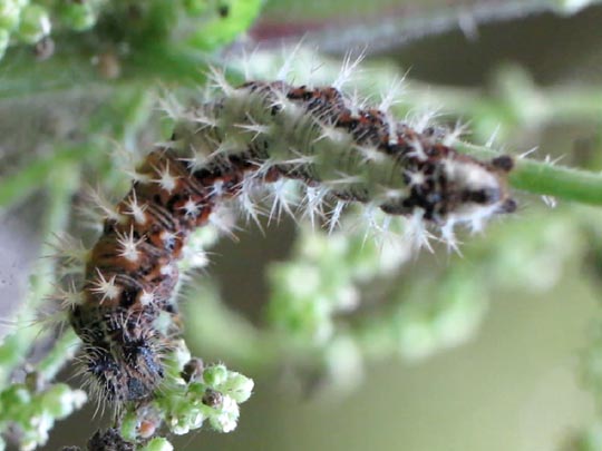 Raupe von Polygonia c-album, C-Falter