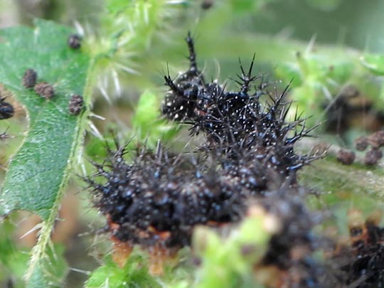 Raupe von Araschnia levana, Landkärtchen