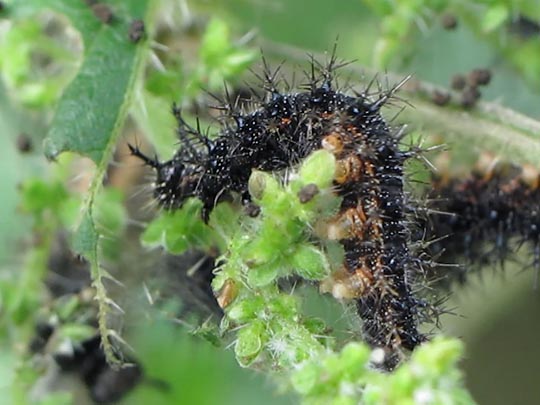 Raupe von Araschnia levana, Landkärtchen