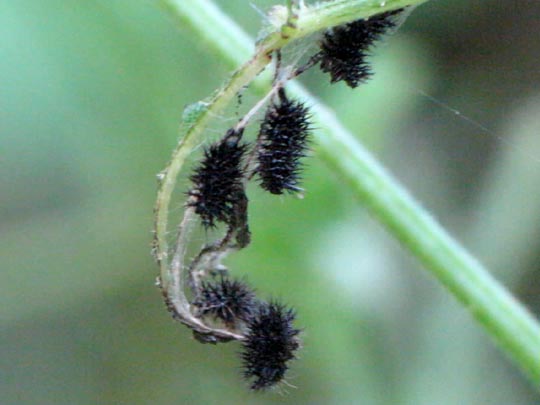 Raupe von Araschnia levana, Landkärtchen