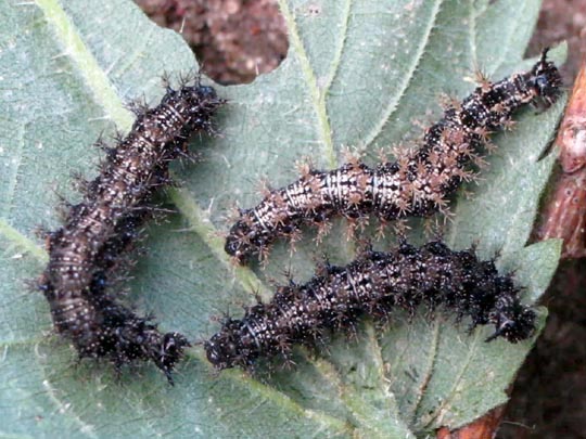 Raupe von Araschnia levana, Landkärtchen