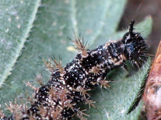 Raupe von Araschnia levana, Landkärtchen