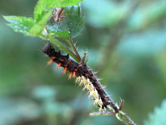 Raupe von Polygonia c-album, C-Falter