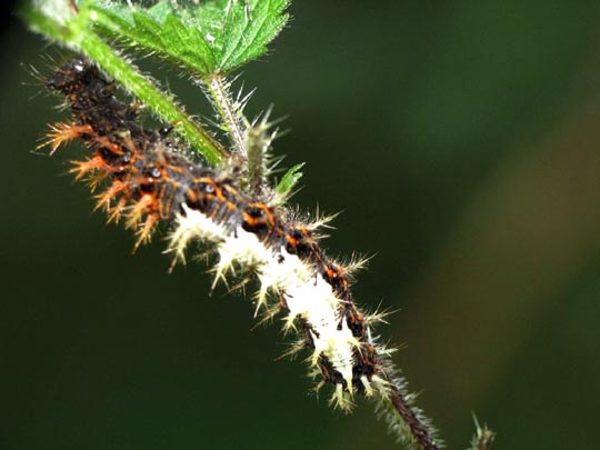 Raupe von Polygonia c-album, C-Falter