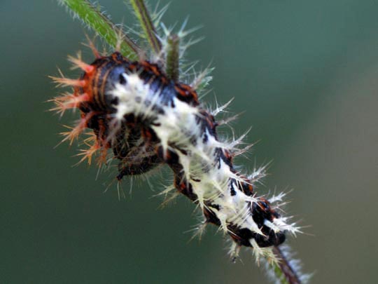 Raupe von Polygonia c-album, C-Falter