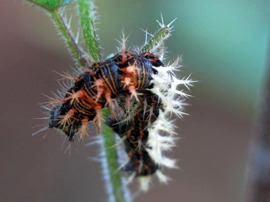 Raupe von Polygonia c-album, C-Falter