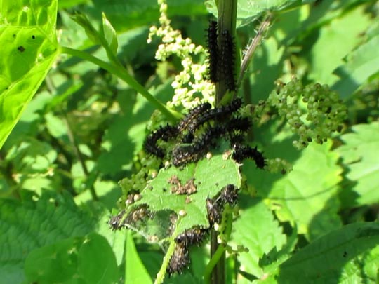 Raupe von Araschnia levana, Landkärtchen