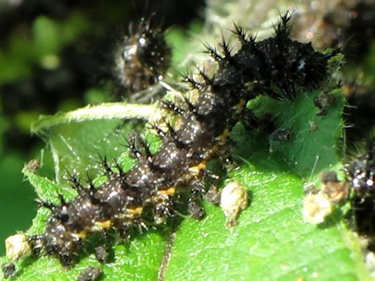 Raupe von Araschnia levana, Landkärtchen