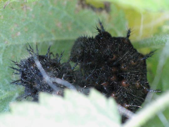 Raupe von Vanessa atalanta, Admiral