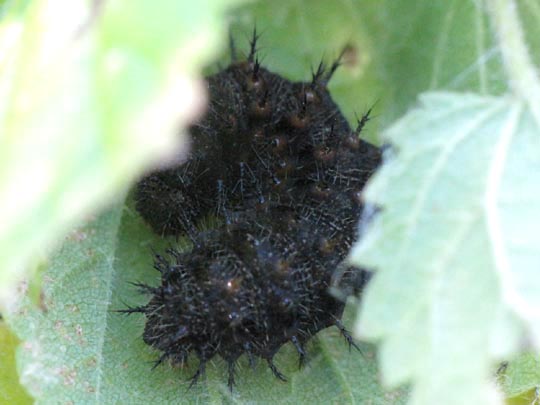 Raupe von Vanessa atalanta, Admiral