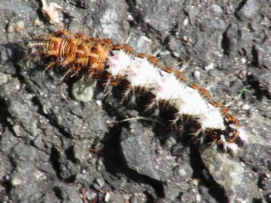 Raupe von Polygonia c-album, C-Falter