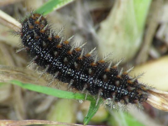 Raupe von Issoria lathonia, Kleiner Perlmutterfalter