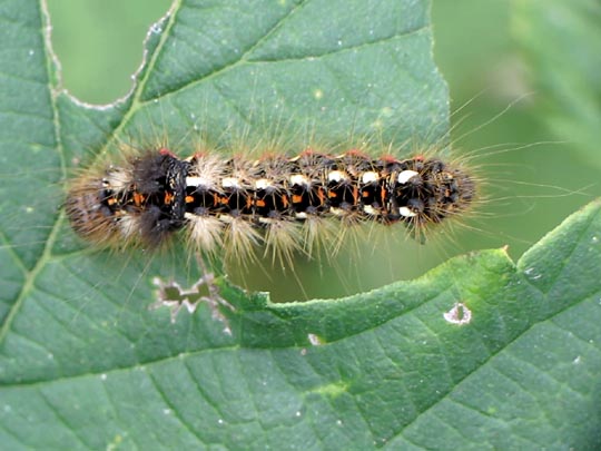 Acronicta rumicis, Ampfer-Rindeneule