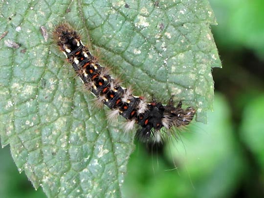 Acronicta rumicis, Ampfer-Rindeneule