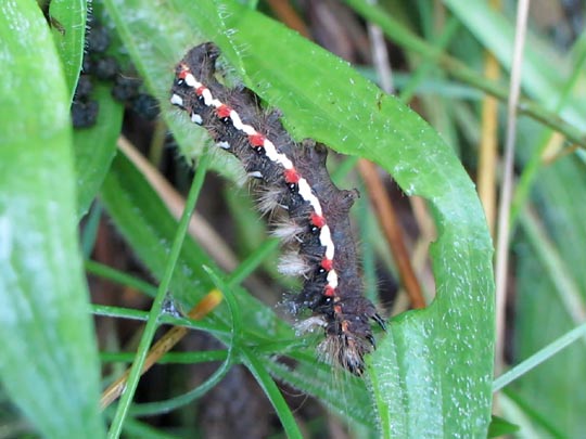 Acronicta rumicis, Ampfer-Rindeneule