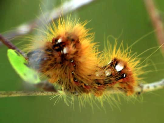 Acronicta rumicis, Ampfer-Rindeneule