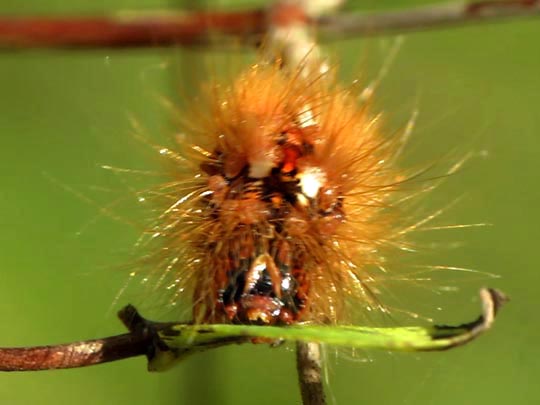 Acronicta rumicis, Ampfer-Rindeneule