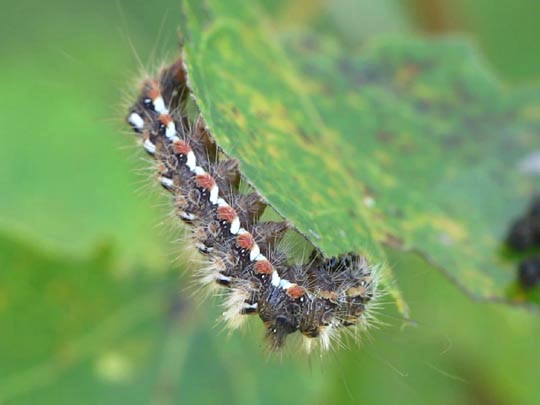 Acronicta rumicis, Ampfer-Rindeneule