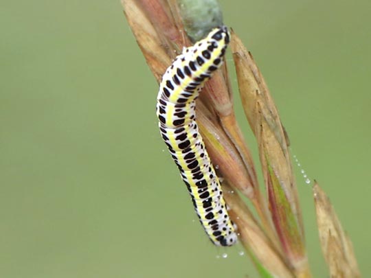 Calophasia lunula, Möndcheneule