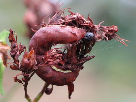 Chloantha hyperici, Ruderalflur-Johanniskrauteule