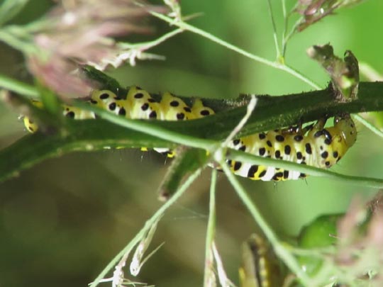 Cucullia scrophulariae, Braunwurz-Mönch