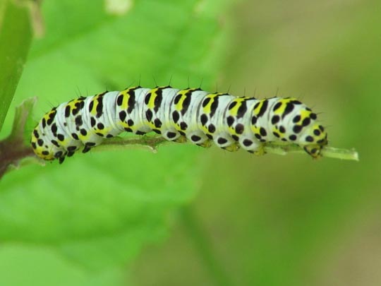 Cucullia scrophulariae, Braunwurz-Mönch