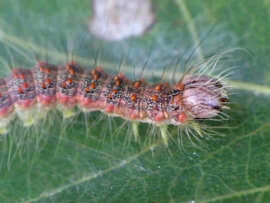 Acronicta megacephala, Großkopf-Rindeneule