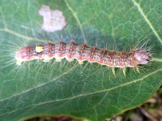 Acronicta megacephala, Großkopf-Rindeneule